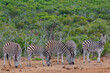 Zebras (Equus zebra) standing on the savanna grazing at Addo Elephant National Park; Eastern Cape, South Africa
