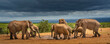 © Designpics - African elephants (Loxodonta) gather at a watering hold in Addo Elephant National Park under a stormy sky; Eastern Cape, South Africa