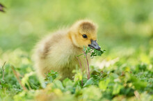 Canada Goose (Branta Canadensis) Chick Eating Foliage On A Meadow; Frankonia, Bavaria, Germany