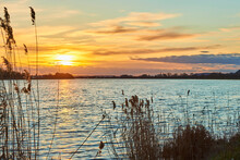 Common Reed (Phragmites Australis) Along Danube River At Sunset; Bavaria, Germany