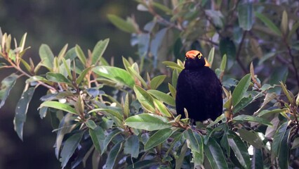 Wall Mural - close up of a male regent bowerbird perching on a bush at o'reillys rainforest retreat in lamington national park of sth qld, australia