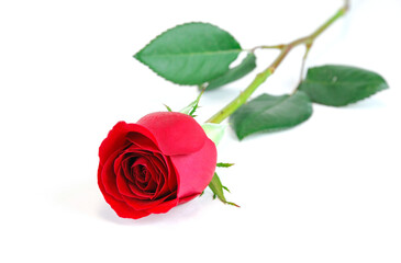 Fotomurales - single rose laying on white background