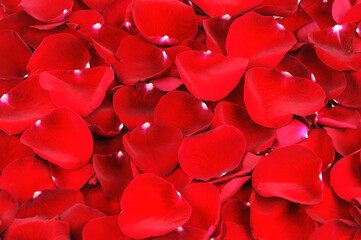 Fotomurales - close up on red rose petal background