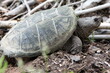 turtle laying eggs in the ground