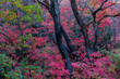 © Designpics - Brilliant autumn colours on trees in a woodland; Richland, Utah, United States of America