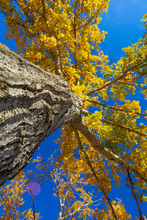 Golden Foliage In A Treetop In Autumn Against A Bright Blue Sky; Edmonton, Alberta, Canada