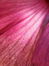 Pink Hibiscus Petal