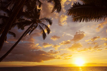 Tropical Sunset With Golden Reflections Over The Pacific Ocean And Silhouette Of Palm Trees On The Island Of Maui In Kihei; Kihei, Wailea, Maui, Hawaii, United States Of America