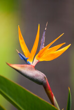 Close Up Of The Dramatic Bird Of Paradise Flower (Strelitzia Reginae); Paia, Maui, Hawaii, United States Of America