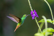 Rufous-tailed Hummingbird Feeding on Nectar
