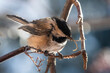 © Designpics - Close-up of a black-capped chickadee (Poecile atricapillus) with grossly deformed beak caused by avian keratin disorder; Fairbanks, Alaska, United States of America