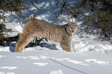 Lynx (Lynx Canadensis) Looking At The Camera And Stretches As It Rises From Its Snowy Resting Place; Denali National Park, Alaska, United States Of America