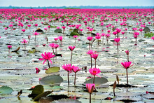 Pink Water Lilies (Nymphaeaceae) Blooming On The Lake; Red Lotus Lake, Chiang Haeo, Thailand