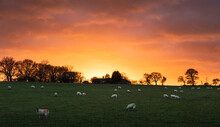 Sheep (Ovis Aries) Graze In A Field As The Sun Sets Behind The Farm On A Beautiful Evening; Northumberland, England