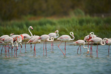 Greater Flamingos (Phoenicopterus Roseus) Standing Together In Water, Parc Naturel Regional De Camargue; France