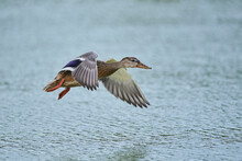 Mallard Or Wild Duck (Anas Platyrhynchos) In Flight Over Water, Parc Naturel Regional De Camargue; Camargue, France