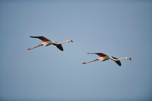 Two Greater Flamingos (Phoenicopterus Roseus) Flying Together In The Blue Sky, Parc Naturel Regional De Camargue; France