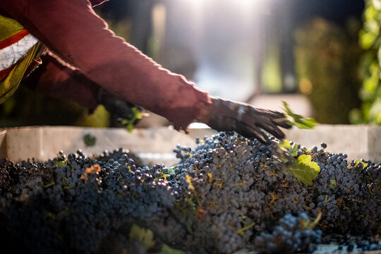 wine harvest, nightime