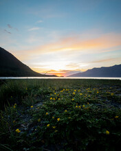 Yellow Wildflowers Blooming Along The Wetlands As The Sun Sets Behind The Silhouetted Horizon With A Golden Glow Above Resurrection Creek Of Turnagain Arm; Hope, Alaska, United States Of America