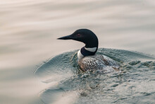 Adult Common Loon (Gavia Immer)  In Breeding Plumage Swimming On The Water, Lake Of The Woods, Ontario; Kenora, Ontario, Canada