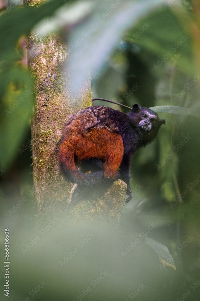 Rear view of a monkey showing colouration of fur and looking back at ...