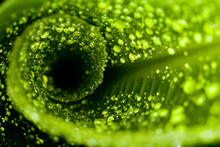 Macro Image Of Water Droplets On A Furled Plant