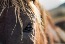 Catchlight In The Eye Of A Horse As It Stares Curious And Watches Humans Who He Has Never Experienced In The Wild; Nevada, United States Of America