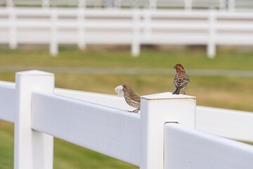 Finches on fence building a nest on the farm