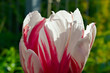 Kwiat tulipan w pełnym rozkwicie. Biało czerwony.