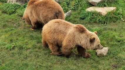 brown fluffy bears walk on green grass.predatory animals. 4k footage