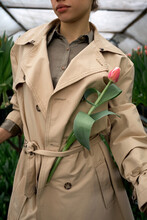 Unrecognizable Woman In Stylish Trench Coat Standing In Greenhouse With Fresh Cut Pink Tulip Put Behind Belt  