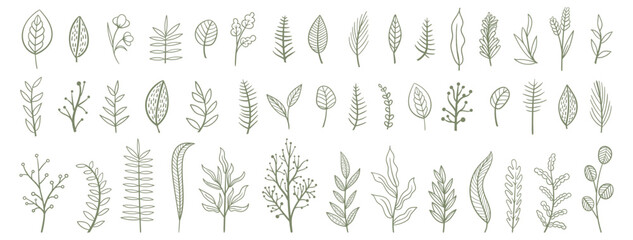 Wall Mural - Set collection plants flowers and leaves hand drawn vector. Drawing beautiful creeper leaves, decorative set with flowers and leafs