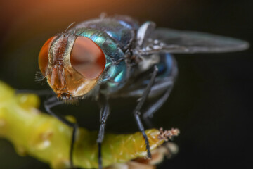 Super Macro Photo of Blow fly, carrion fly, bluebottles or cluster fly, on green trees branch background. Animal wildlife concept.