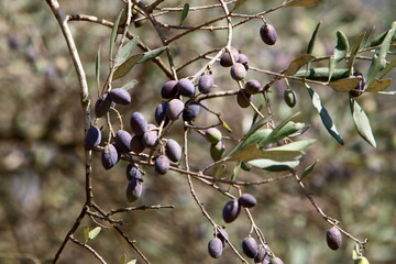 Olive trees in a city park in northern Israel.