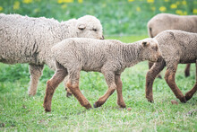 Brown Lamb Walking Amongst Flock Of  Sheep In A Pasture