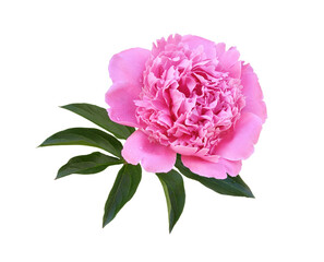 Wall Mural - pink peony flower and leaves isolated on white or transparent background