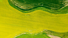 The Green  Texture Rice Of Barley As Yellow Of Canola Field Background