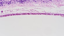 Pseudo Stratified Ciliated Columnar Epithelium Of Human Being Under Microscope 40x On Bright Field Background. Scientific Sample Of Single Layer Of Cells Which Function Is Absorption Or Secretion