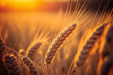 Golden, Ripe Wheat Ears In A Summertime Field With Sunset Sunrays In Close Up Macro. Very Wide Format. Generative AI