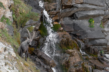 Wall Mural - Alpine ibex male with waterfall on background in the summer season (Capra ibex)