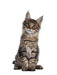 Cute brown tabby Maine Coon cat kitten, sitting up facing front. Looking towards camera with cute head tilt. Isolated cutout on transparent background.