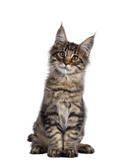 Poster - Cute brown tabby Maine Coon cat kitten, sitting up facing front. Looking towards camera with cute head tilt. Isolated cutout on transparent background.