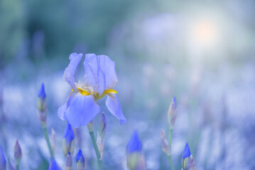 Wall Mural - blue iris flowers on a beautiful blurred background. spring nature background. art flower image. sel