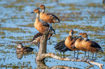 Poster - Fulvous whistling ducks on a lake in Florida.