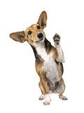 Cute mixed stray dog with big ears, sitting up facing front. One paw high in the air waving. Looking away from camera. Isolated cutout on transparent background.