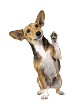 Cute Mixed Stray Dog With Big Ears, Sitting Up Facing Front. One Paw High In The Air Waving. Looking Away From Camera. Isolated Cutout On Transparent Background.