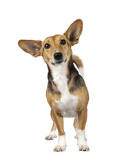 Wall Mural - cute mixed stray dog with big ears, standing facing front. looking towards camera. isolated cutout o