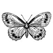 Schmetterling, Falter, Linien Zeichnung