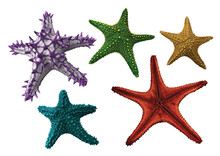 Collection Of Various Star Fish With Transparent Background