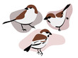 Trzy małe ptaki. Wróbel siedzący w trzech pozycjach. Wektorowa ilustracja na białym tle.